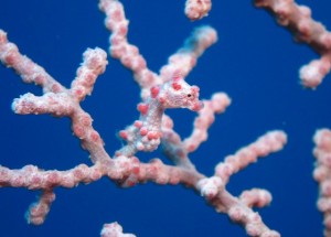 沖縄　ダイビング