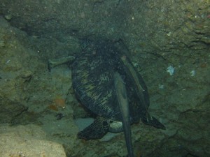 沖縄　ダイビング