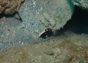 沖縄　ダイビング　オドリハゼ