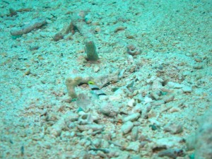 沖縄　ダイビング