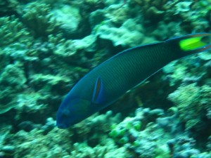 沖縄　ダイビング