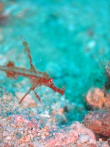 沖縄　ダイビング