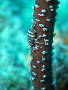 沖縄　ダイビング　ムチカラマツエビ