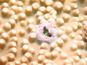 アシビロサンゴヤドリガニ