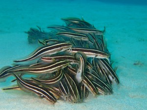 沖縄　ダイビング　崎本部　ＯＷＤ　ライセンス講習