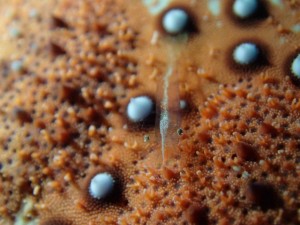 沖縄　ダイビング　FUNダイビング　砂辺