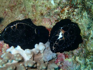 沖縄　ダイビング　崎本部　ウミウサギガイ