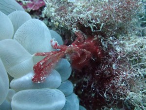 沖縄　ダイビング　FUNダイビング　砂辺