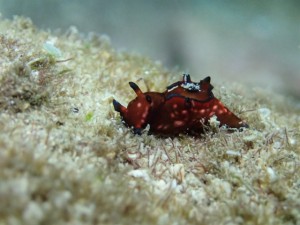 沖縄　ダイビング　FUNダイビング　砂辺