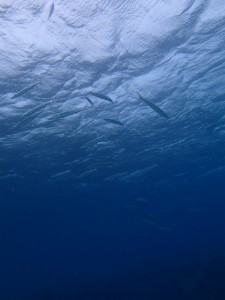 沖縄　ダイビング　崎本部