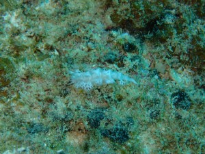 沖縄　ダイビング　近海ボート　FUN