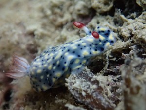 沖縄　ダイビング　レッドビーチ