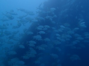 沖縄　ダイビング　レッドビーチ