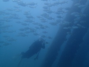 沖縄　ダイビング　レッドビーチ