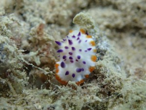 沖縄　ダイビング　レッドビーチ