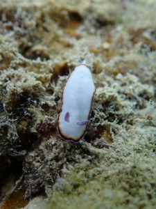 沖縄　ダイビング　レッドビーチ