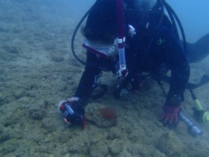 沖縄　ダイビング　レッドビーチ