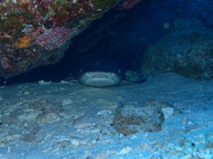沖縄　ダイビング　慶良間　大晦日