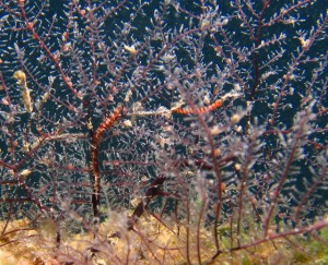 沖縄　ダイビング