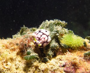 沖縄　ダイビング