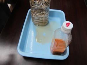 沖縄　環境学習