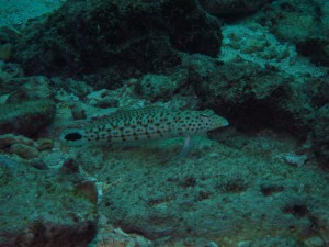 沖縄　ダイビング