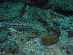 沖縄　ダイビング