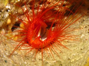 沖縄　ダイビング　渡名喜島　調査