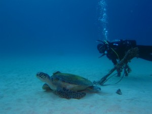 沖縄　ダイビング