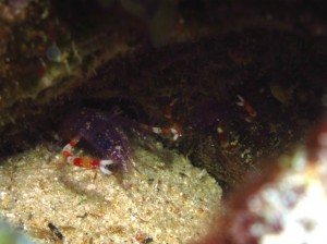 沖縄　ダイビング　バイオレットボクサーシュリンプ