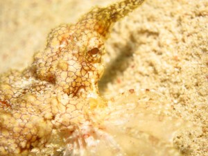 沖縄　ダイビング　ウミテング