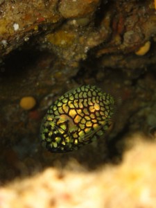 沖縄　ダイビング　マツカサウオ