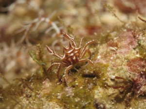 沖縄　ダイビング　トゲコマチガニ