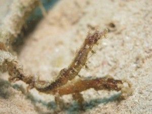 沖縄　ダイビング　タツノハトコ