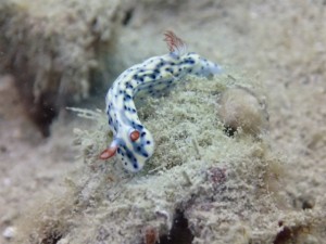 沖縄　ダイビング