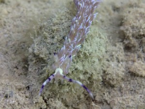 沖縄　ダイビング