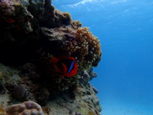 沖縄　ダイビング　ゴリラチョップ　ＦＵＮダイビング