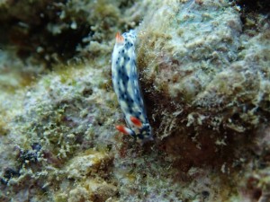 沖縄　ダイビング　ゴリラチョップ　ＦＵＮダイビング