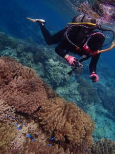 沖縄　ダイビング　ゴリラチョップ　ＦＵＮダイビング