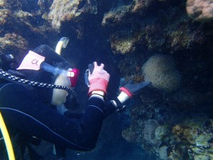 沖縄　ダイビング　ゴリラチョップ　ＦＵＮダイビング