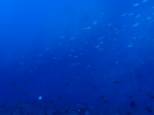 沖縄　ダイビング　万座