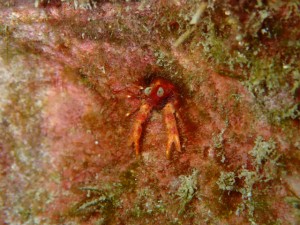 沖縄　ダイビング　アナモリチュウコシオリエビ