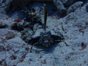 沖縄　ダイビング　イッポンテグリ