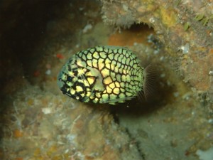 沖縄　ダイビング　マツカサウオ