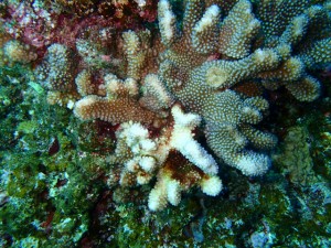 沖縄　ダイビング　慶良間　保全活動