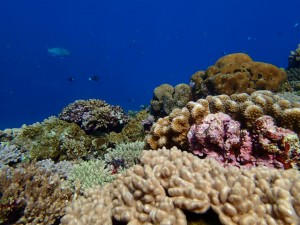 沖縄　ダイビング　慶良間　保全活動