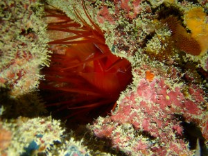 沖縄　ダイビング　砂辺