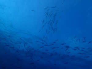 沖縄　ダイビング　砂辺