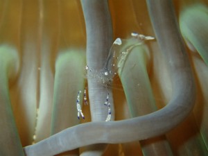 沖縄　ダイビング　砂辺