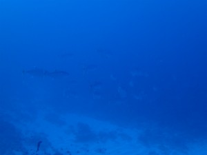 沖縄　ダイビング　渡名喜島　調査